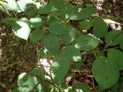 Image of silverleaf hydrangea
