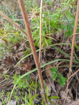 Imagem de Hesperis steveniana DC.