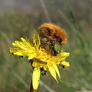 صورة Pygopleurus vulpes (Fabricius 1781)