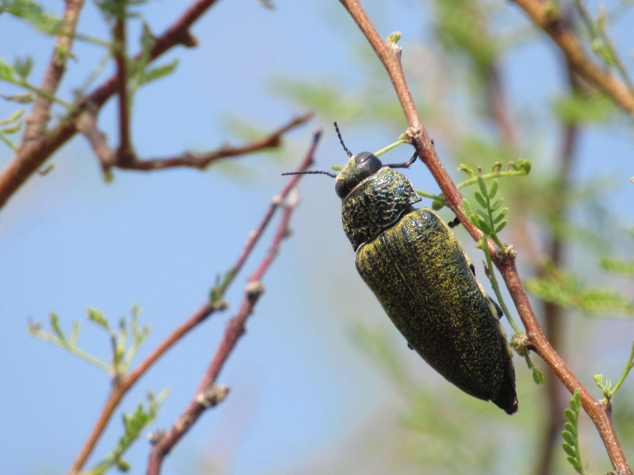 صورة Gyascutus caelatus (Le Conte 1858)