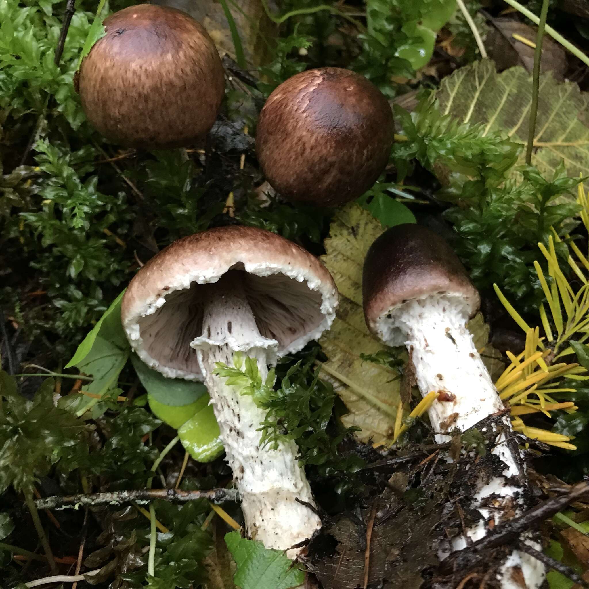 Plancia ëd Agaricus subrutilescens (Kauffman) Hotson & D. E. Stuntz 1938