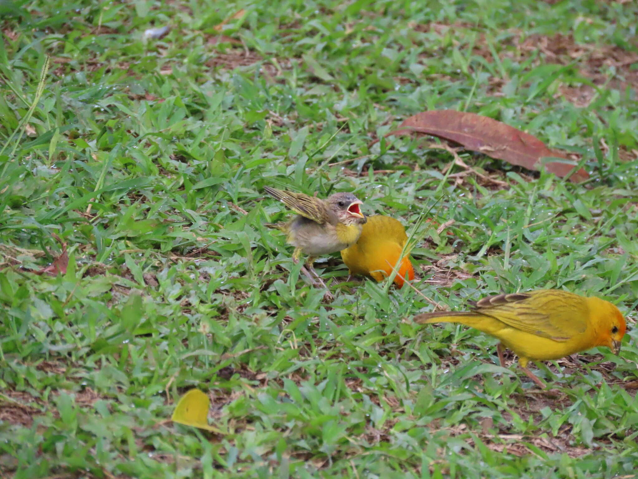 Image of Sicalis flaveola flaveola (Linnaeus 1766)