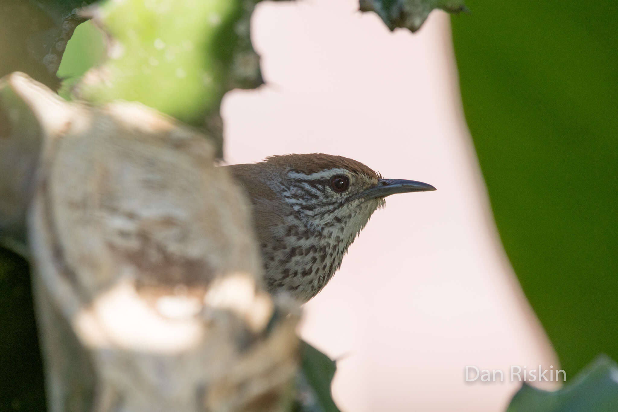 Image of Spot-breasted Wren
