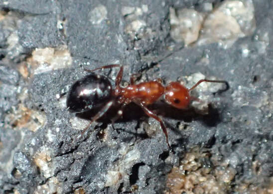 Image of Camponotus bakeri Wheeler 1904