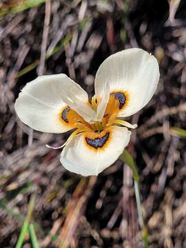 Image of Moraea villosa subsp. elandsmontana Goldblatt