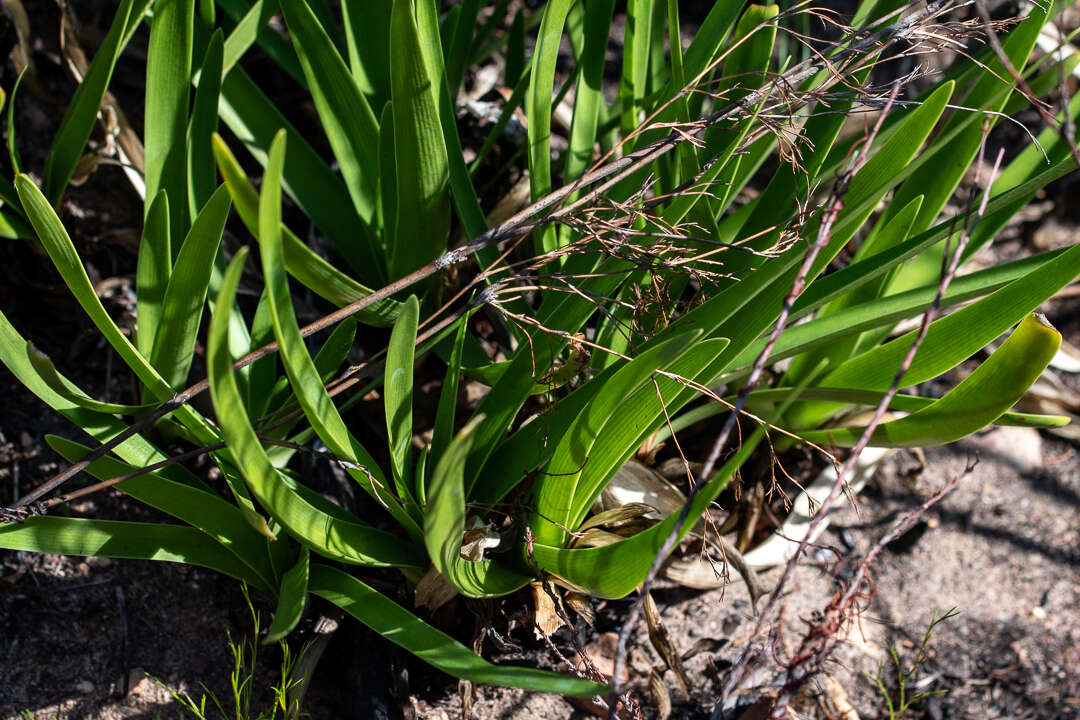 Image of lily of the Nile