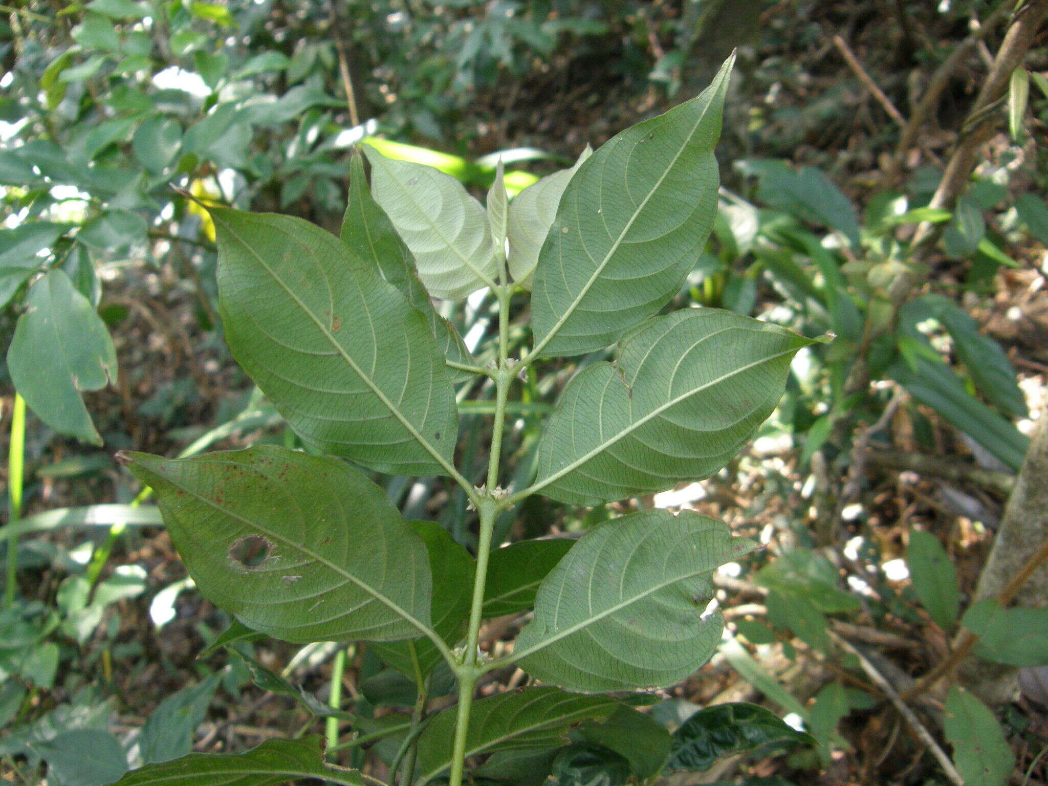 Lasianthus fordii var. microphyllus (Elmer) H. Zhu resmi