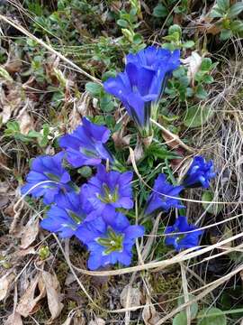 Image of Gentiana grandiflora Laxm.