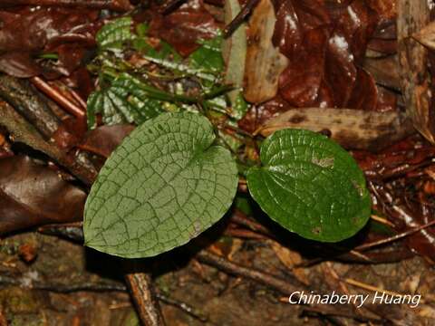 Image of Smilax riparia A. DC.