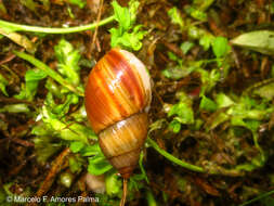 Image of Bocourtia aequatoria (L. Pfeiffer 1853)