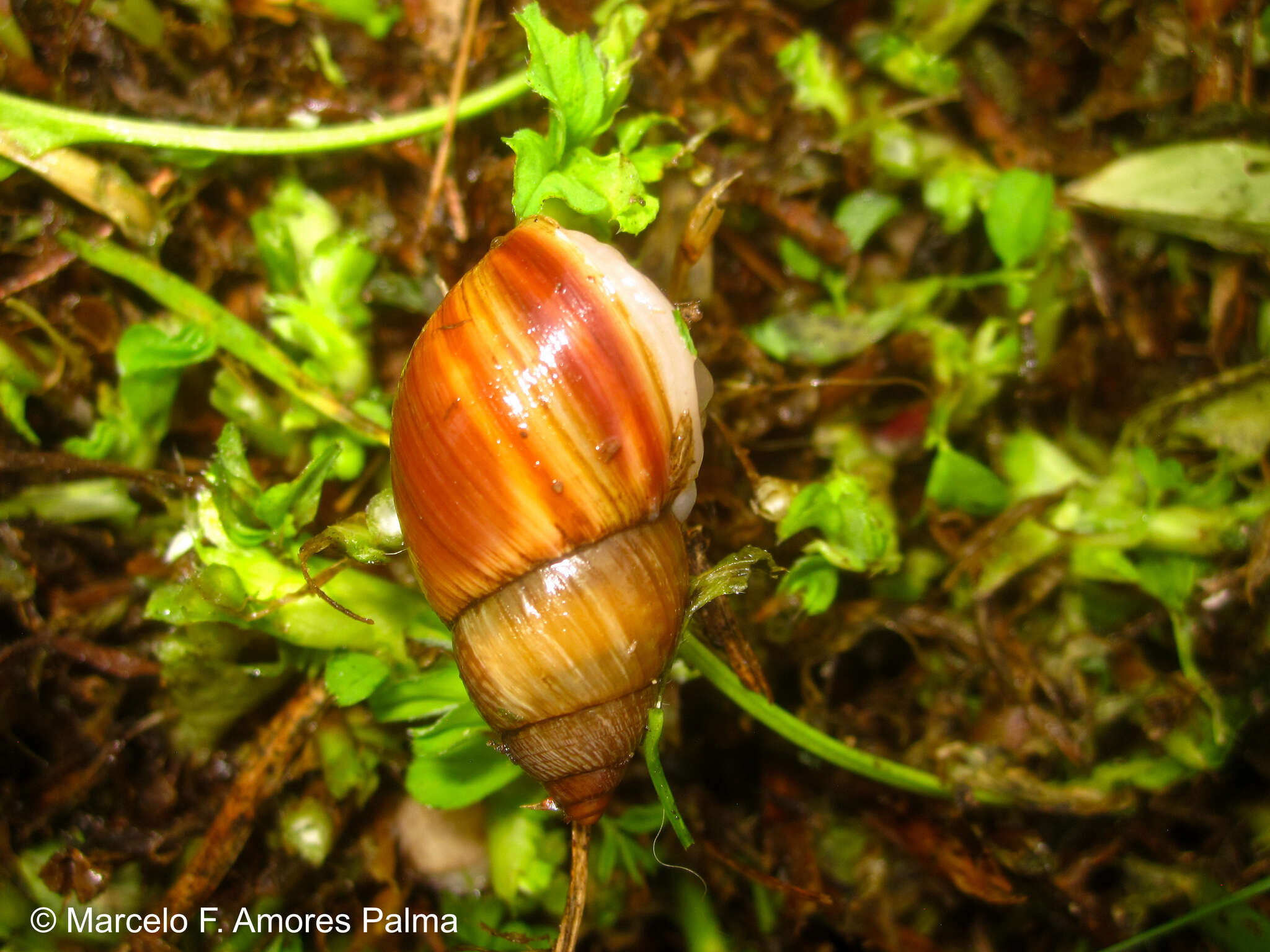 Image of Bocourtia aequatoria (L. Pfeiffer 1853)