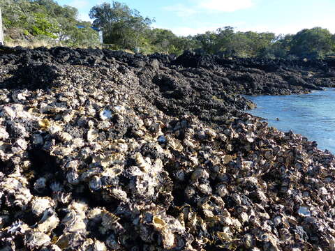 Image of Sydney rock oyster