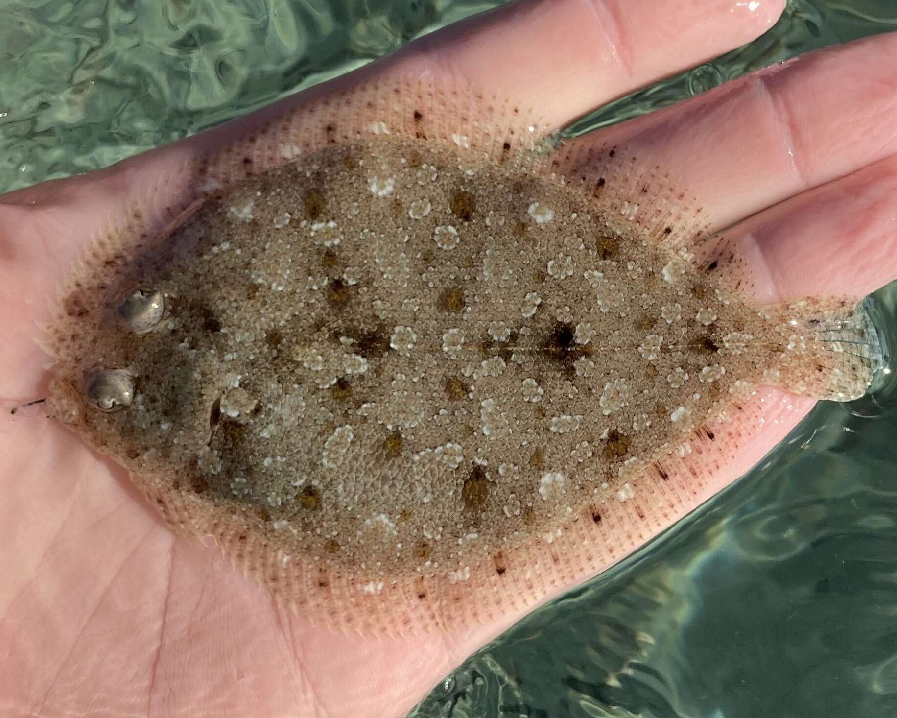 Image of Eyed Flounder