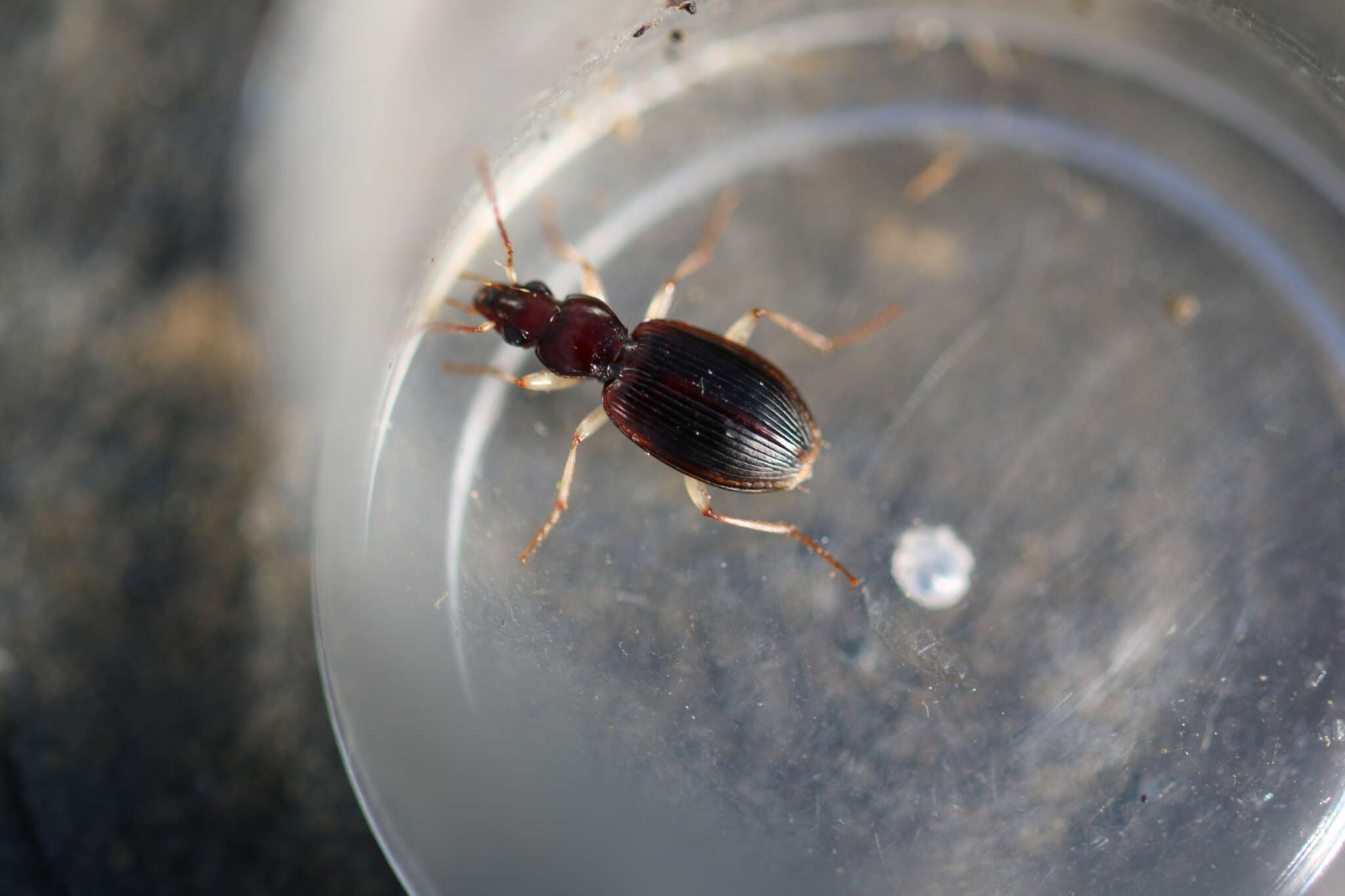 Image of Ground beetle