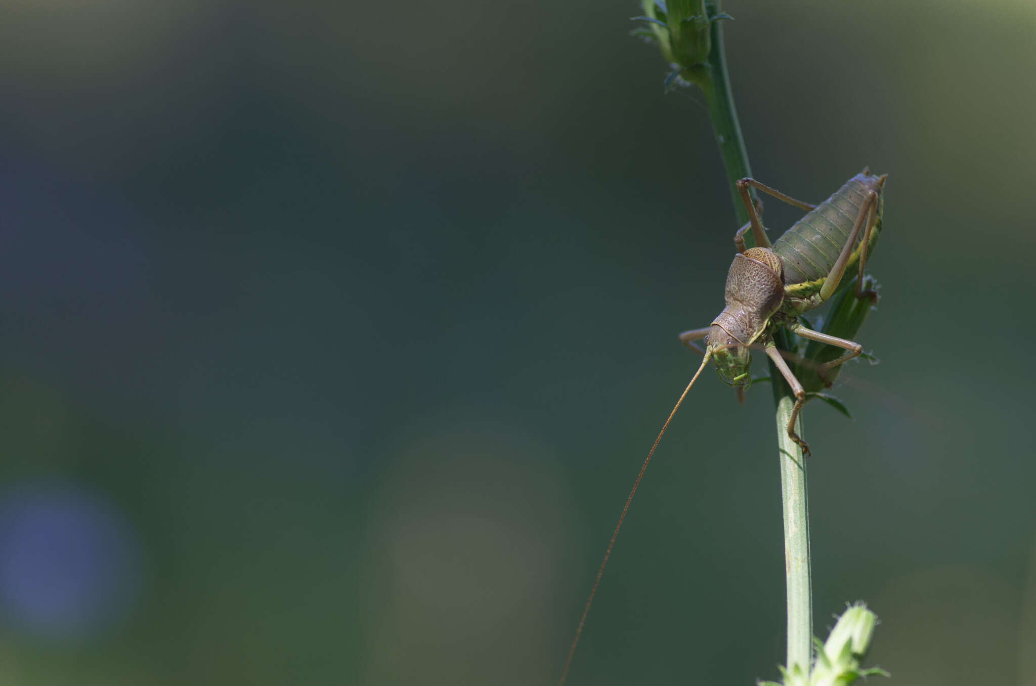 Image of saddle-backed bush-cricket