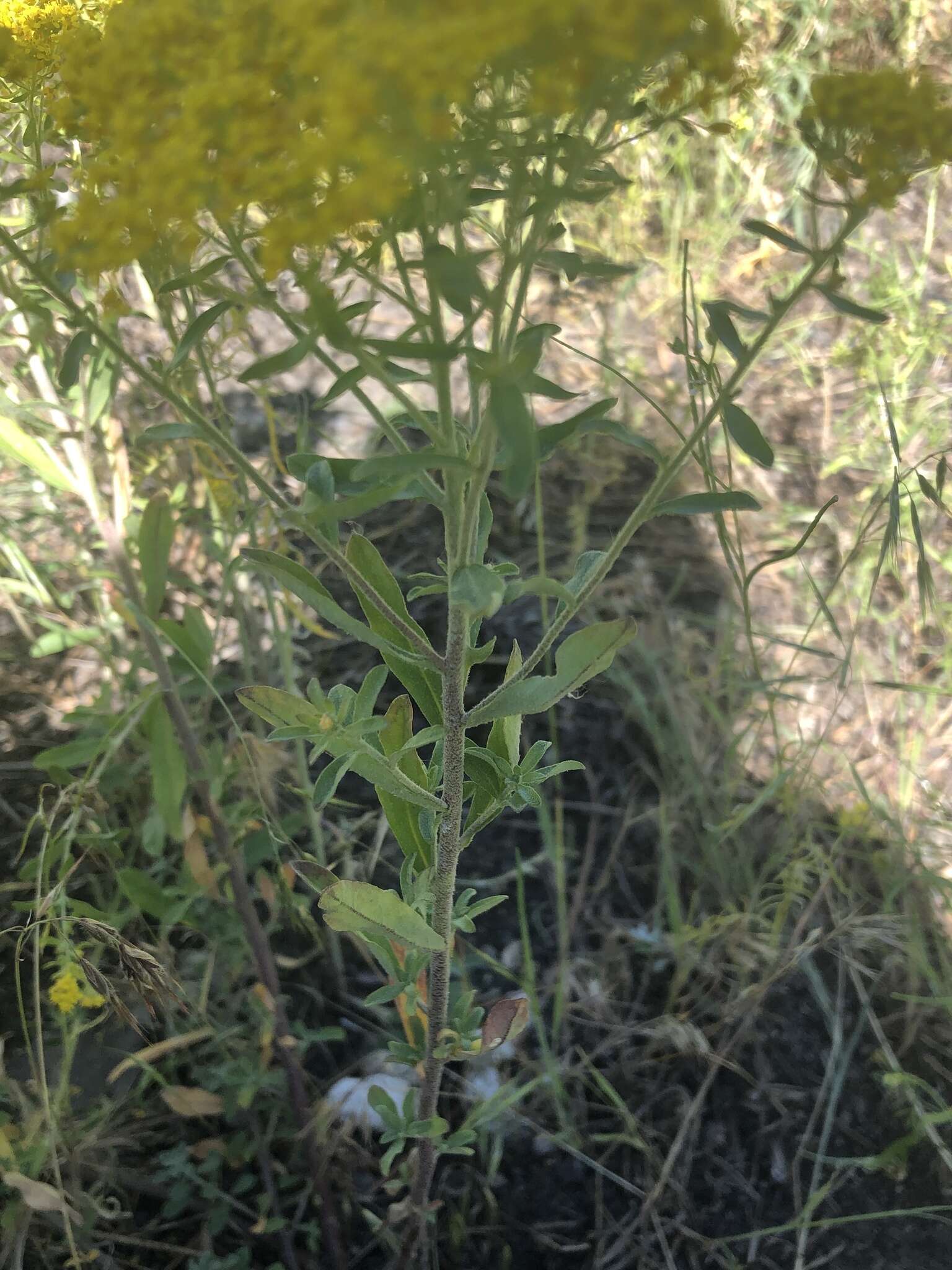 Слика од <i>Odontarrhena muralis</i>