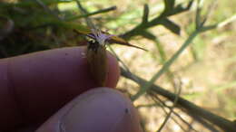 صورة Polygonum aviculare subsp. aviculare