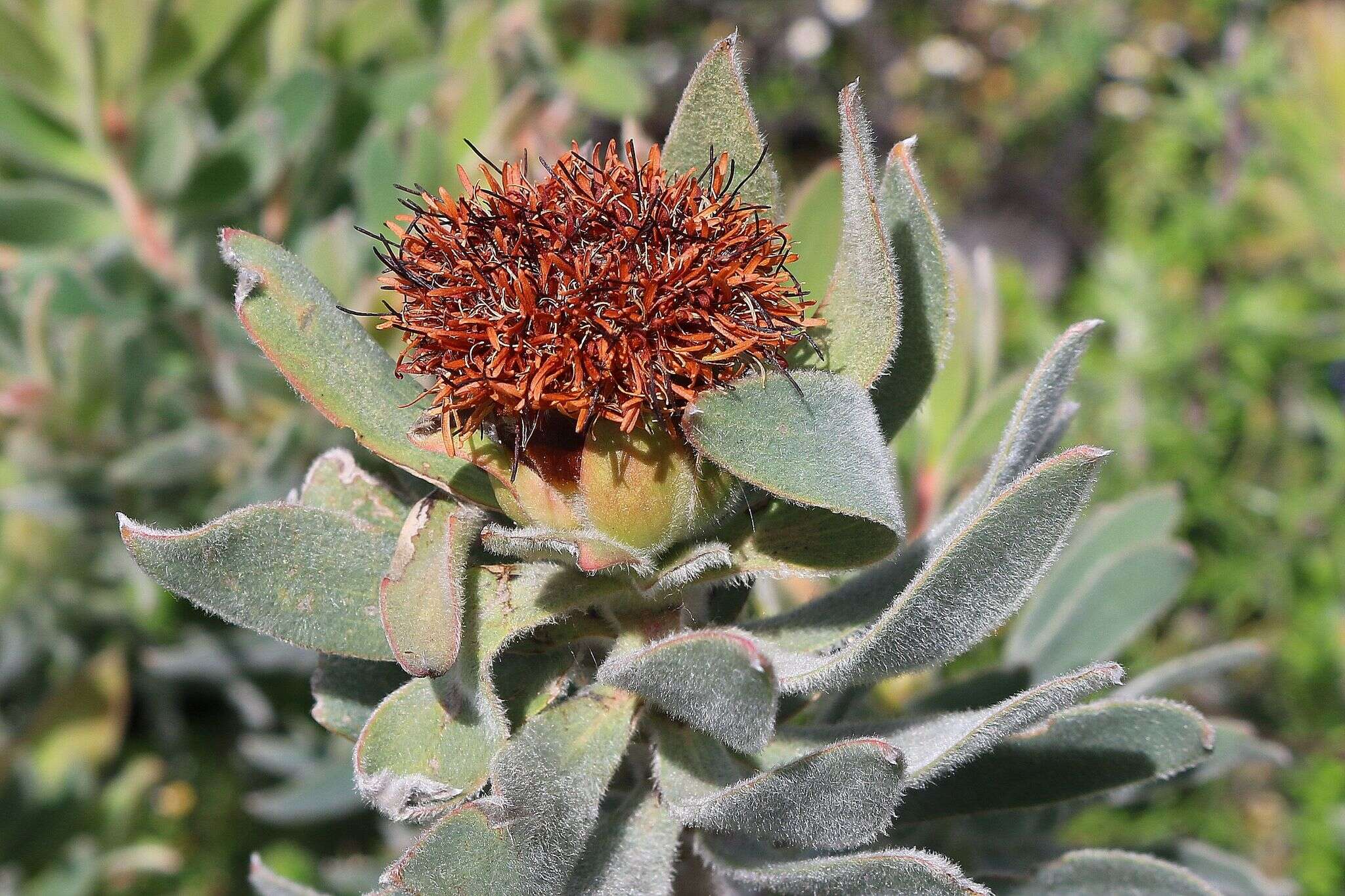 Image of Yellow bush