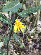 Hieracium laevigatum Willd. resmi