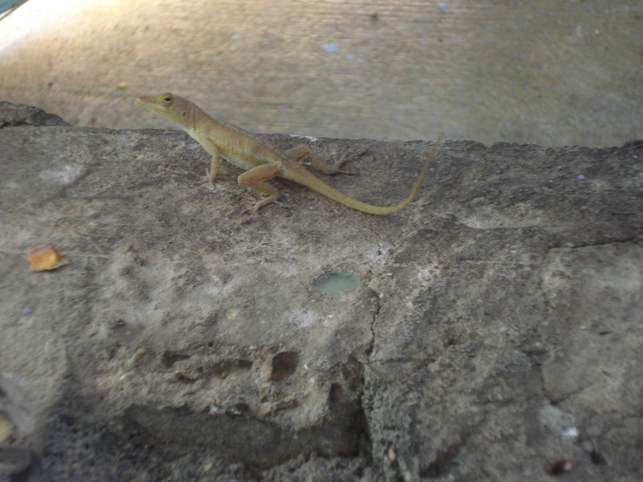 Image of Saint Croix's anole