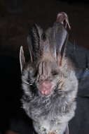 Image of Greater False Vampire Bat