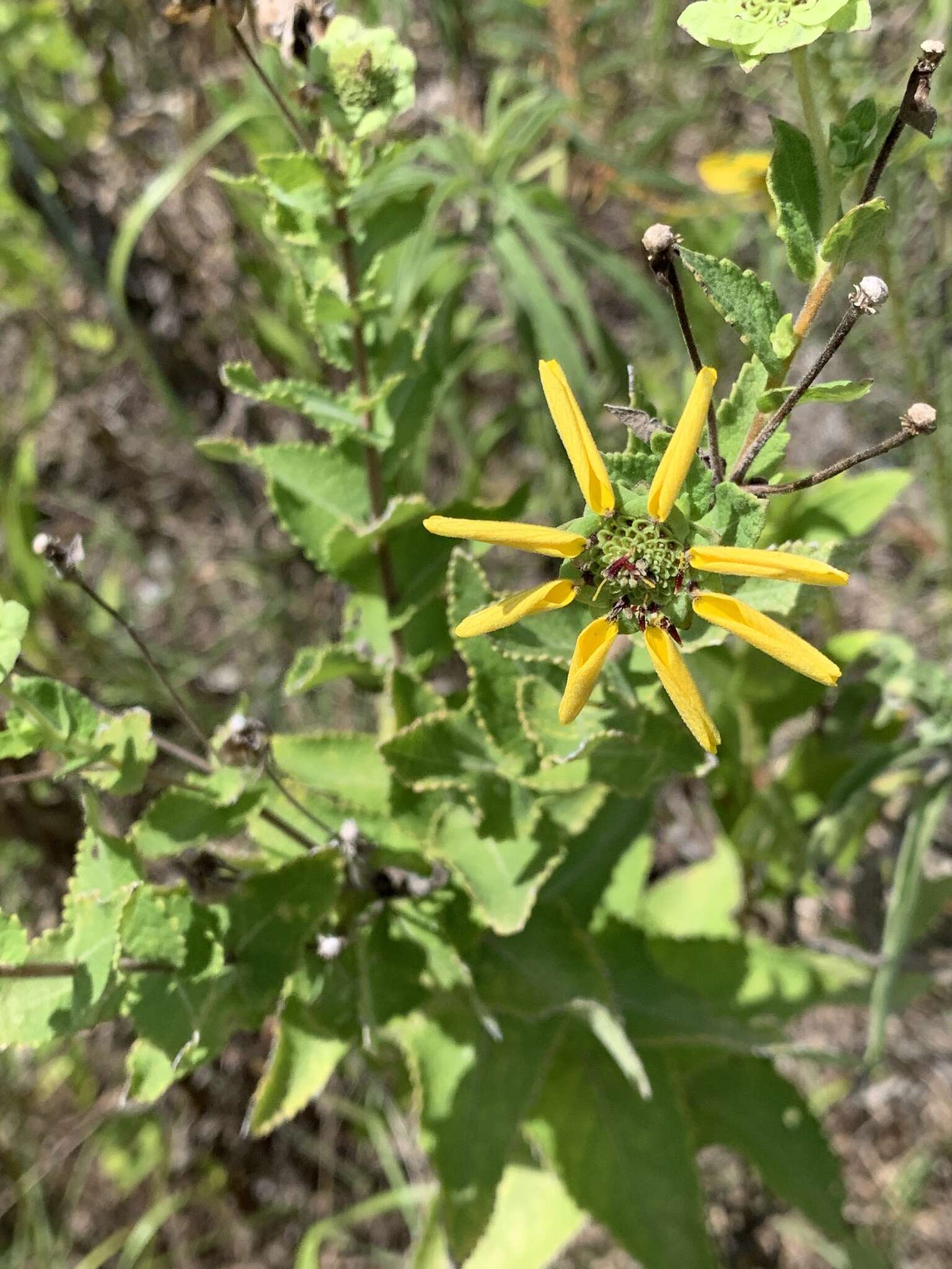 Image of Texas greeneyes