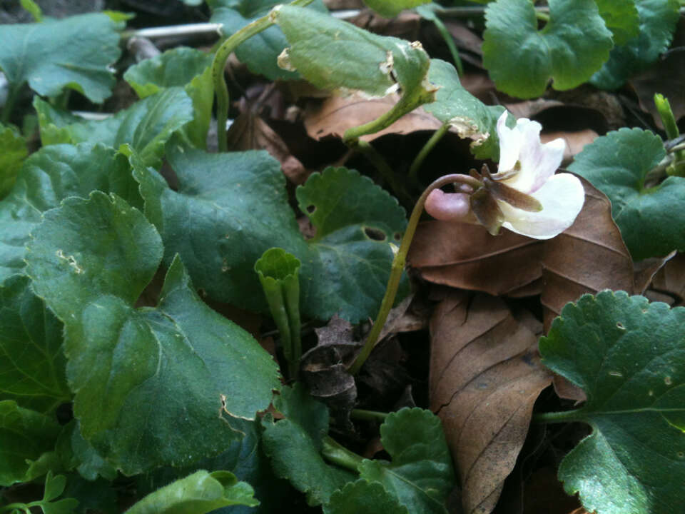 Image of sweet violet