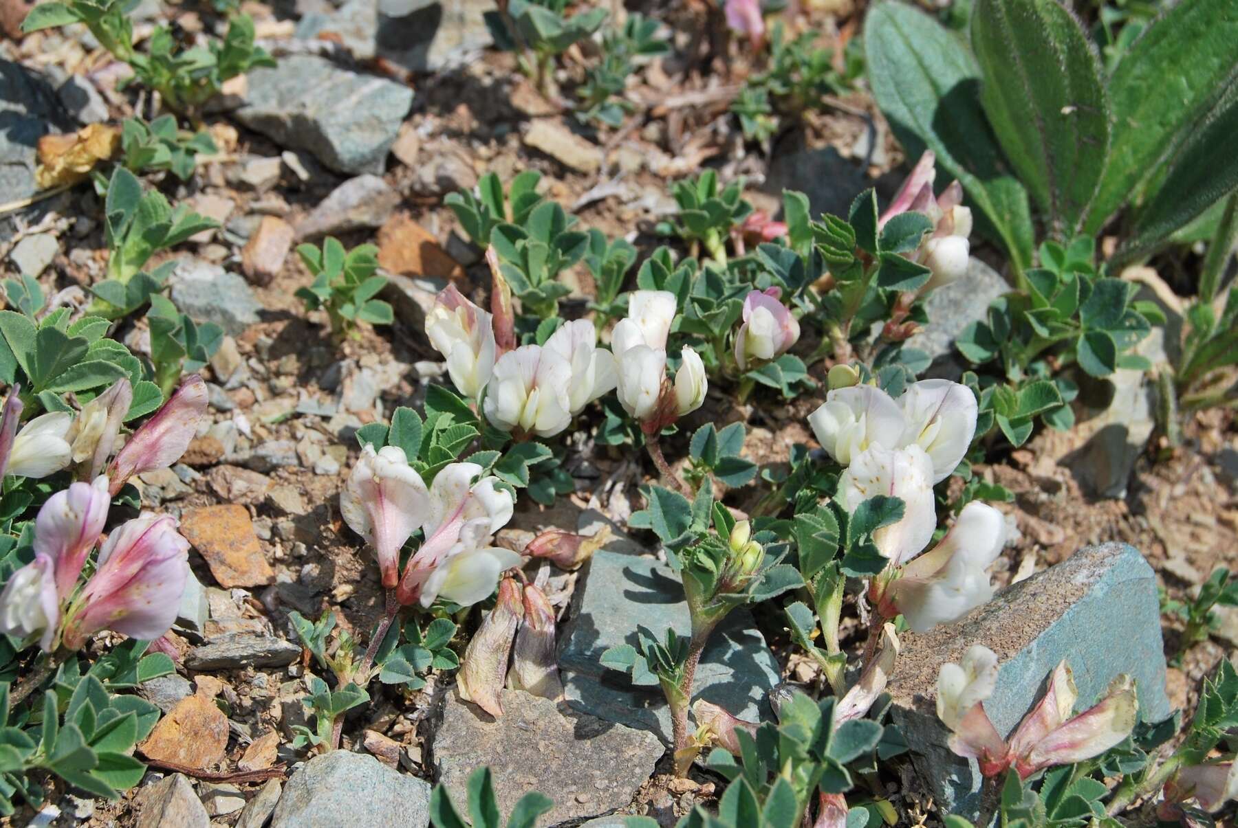 Слика од Trifolium eximium DC.