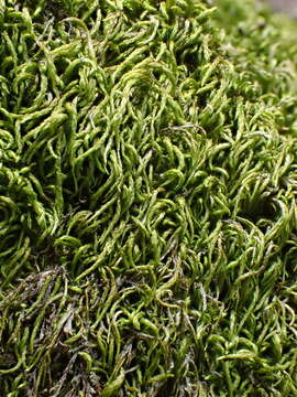 Image of pterigynandrum moss