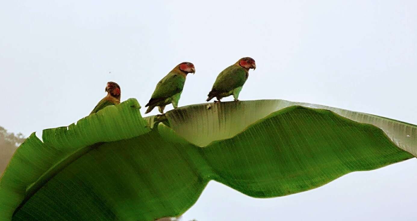 Image of Rose-faced Parrot