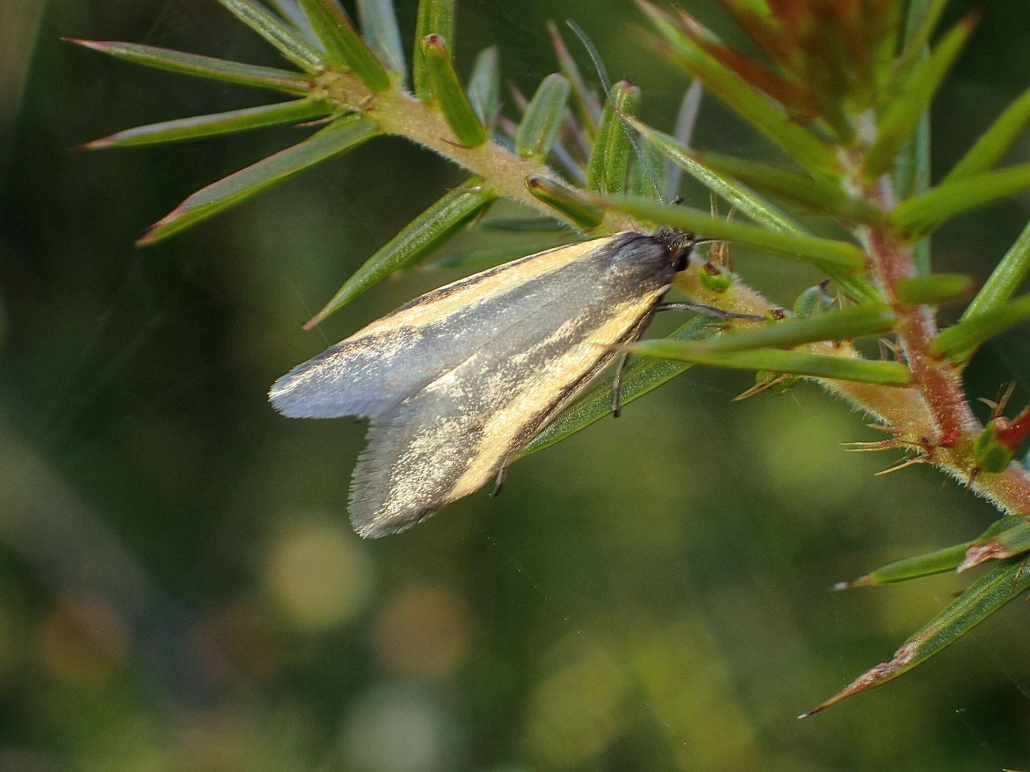 Image of Philobota chrysopotama Meyrick 1884