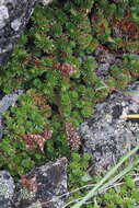 Image of Saxifraga caucasica Somm. & Levier