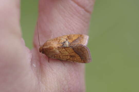 Image of bordered sallow