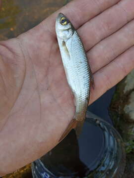 Image of Siberian dace