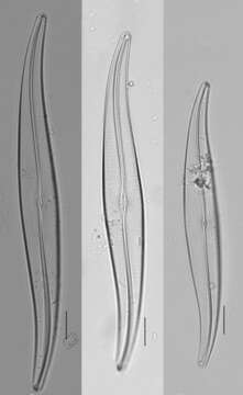 Plancia ëd Gyrosigma acuminatum