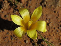 Image of Romulea tortuosa subsp. aurea (Klatt) M. P. de Vos