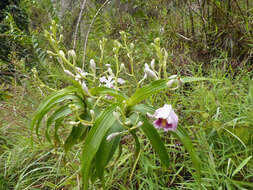 Image of Sobralia roezlii Rchb. fil.