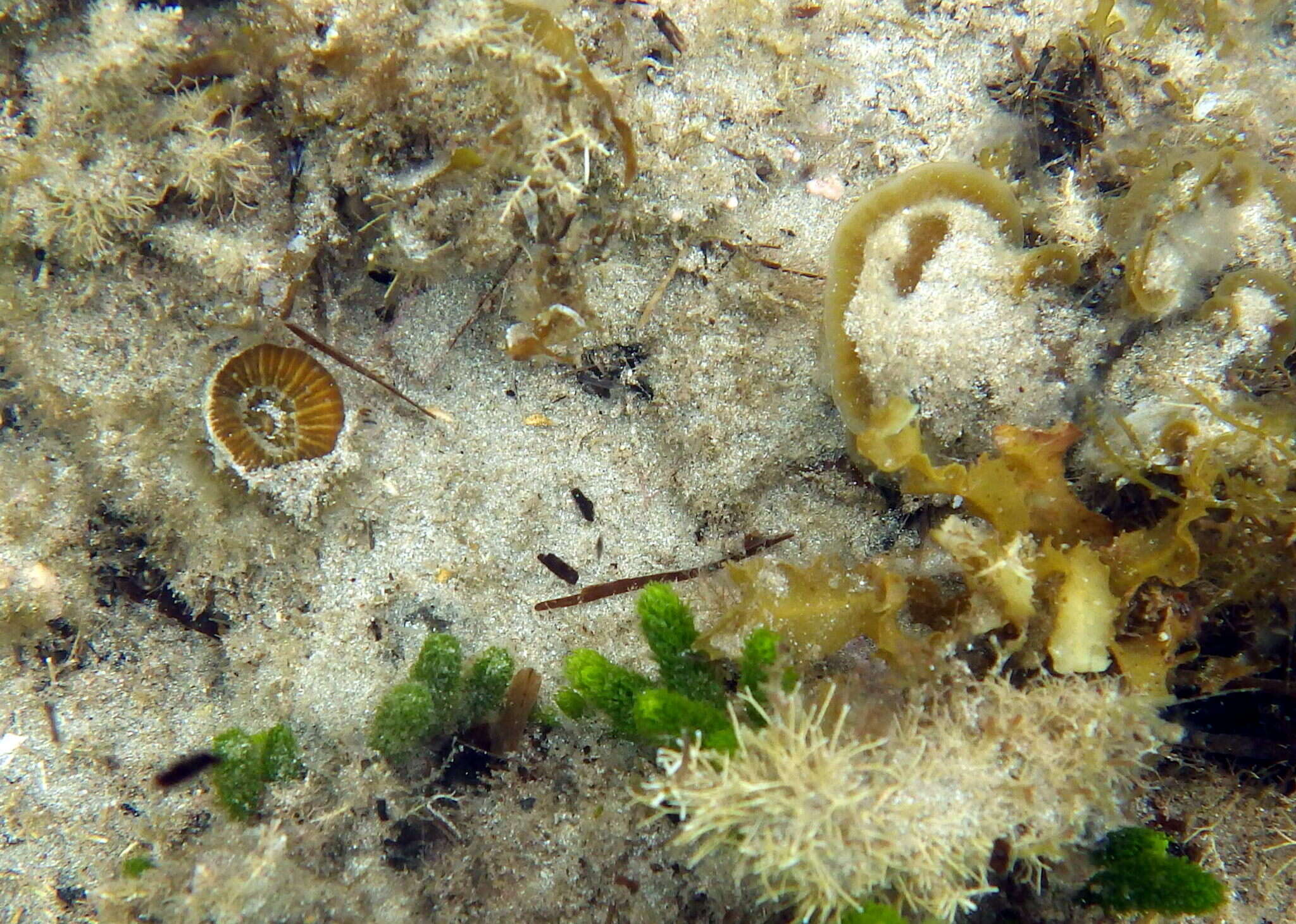 Image of Large polyp hard coral