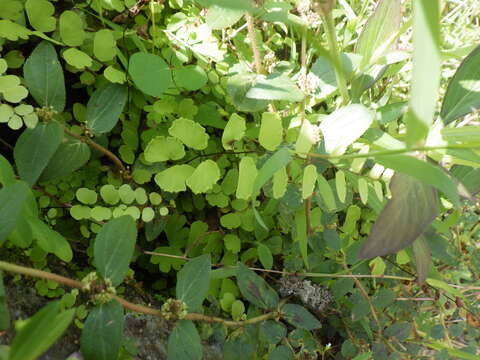 Image of Adiantum philippense L.