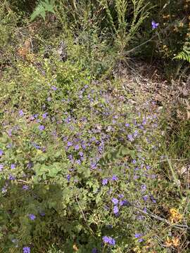 Image of Dampiera hederacea R. Br.