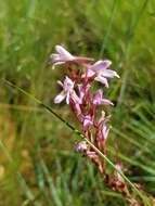 Image of Disa patula var. transvaalensis Summerh.