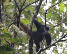 Image of Long-haired Spider Monkey