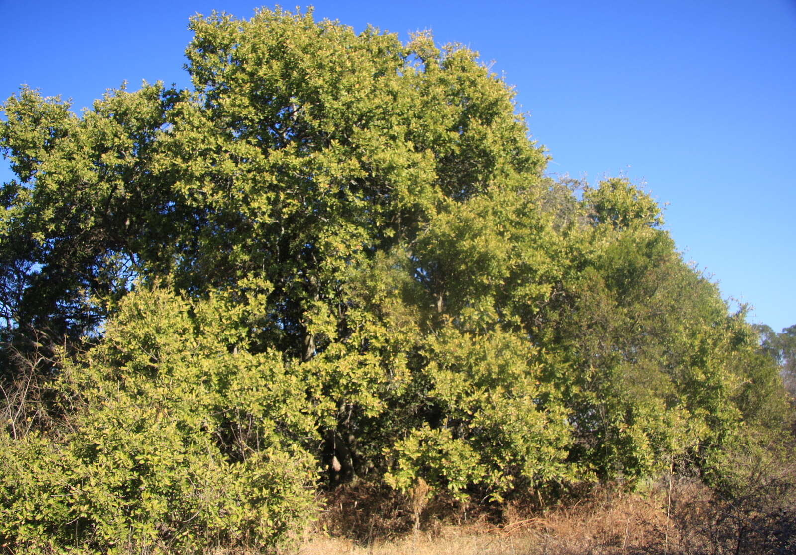 Image of Indaba tree