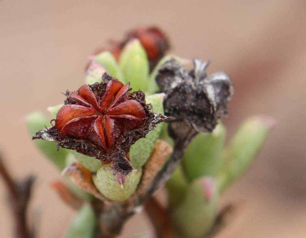 Image of Ruschia putterillii (L. Bol.) L. Bol.