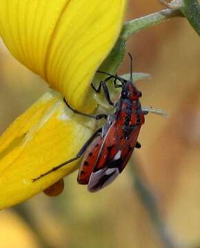 صورة Haemobaphus