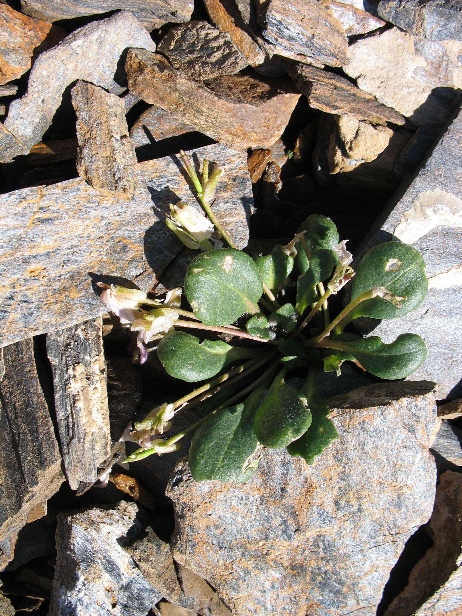 Imagem de Leiospora exscapa (Ledeb.) F. Dvorák