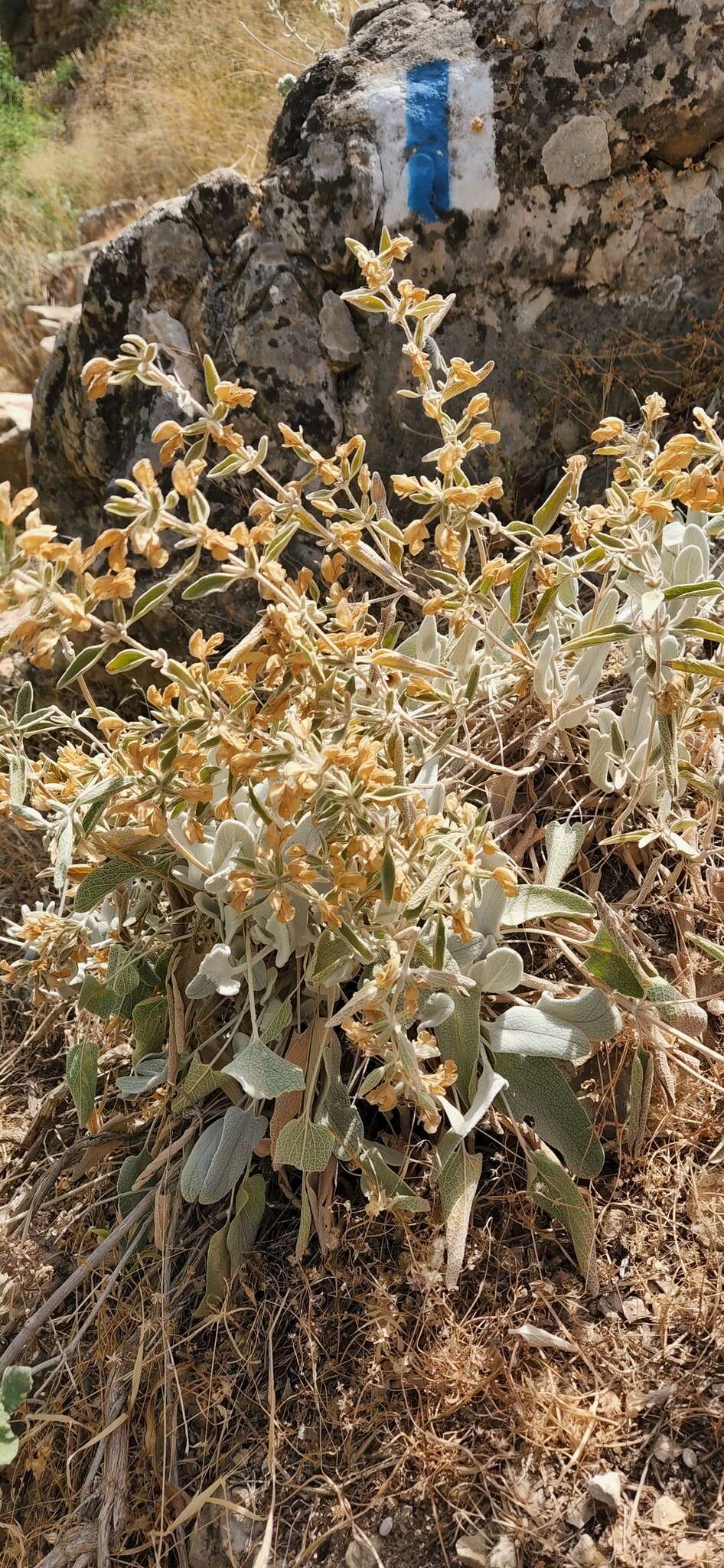 Image of Phlomis brachyodon (Boiss.) Zohary ex Rech. fil.