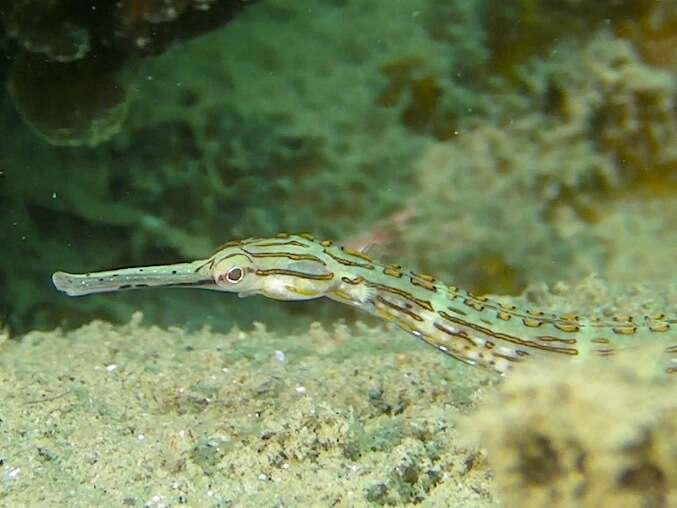 Image de Corythoichthys ocellatus Herald 1953