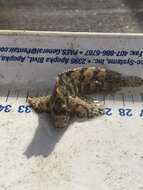 Image of Feather Blenny