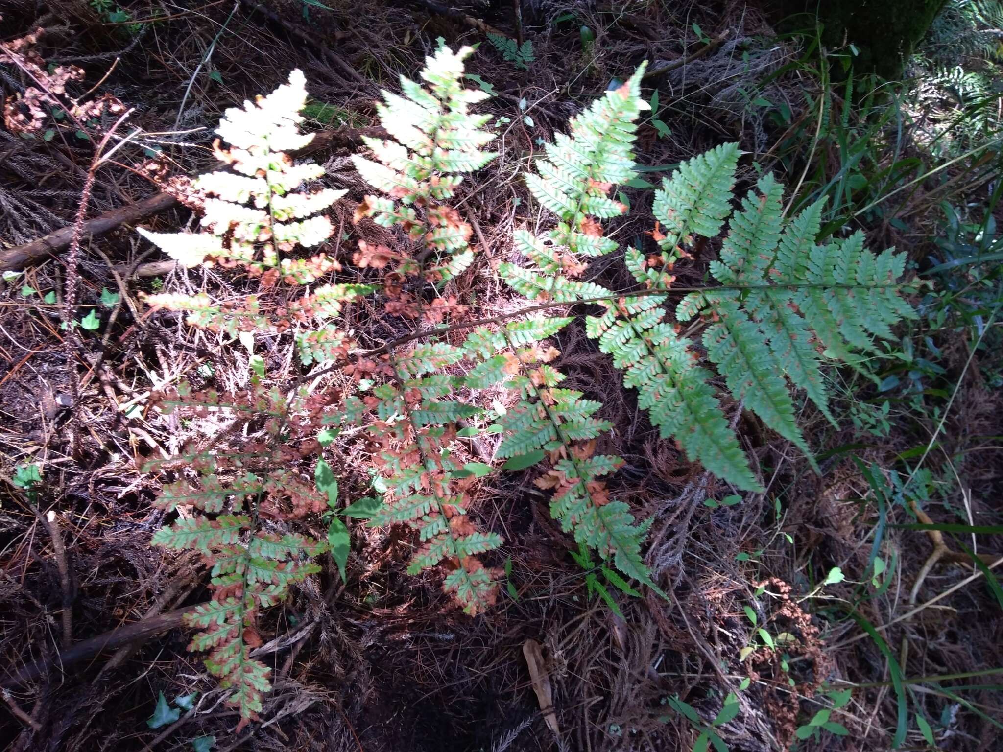 Sivun Dryopteris hendersonii (Bedd.) C. Chr. kuva